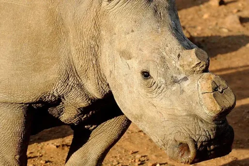 Le Safari de Peaugres, en Ardèche, réfléchit à couper à titre préventif les cornes de ses rhinocéros.