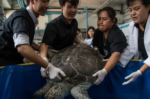 Tirelire avait avalé pour près de 5 kilos de pièces de monnaies. Après son opération, elle est en train de réapprendre à nager.