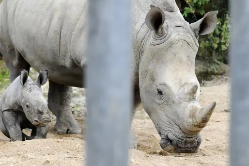 Baptisé Timbo, le petit rhinocéros qui est né le 7 mars dernier, pèse déjà 60 kilos.