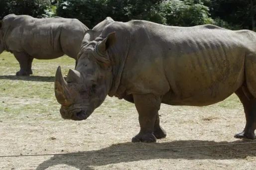 Les deux autres rhinocéros blancs de Thoiry, "Gracie", âgée de 37 ans, et "Bruno", âgé de 5 ans, ont été épargnés.
