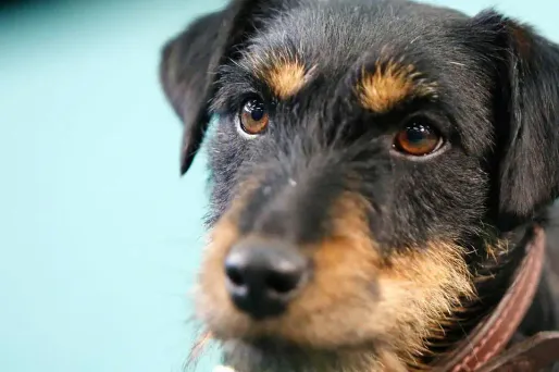 Photo d'illustration de terrier de chasse allemand.