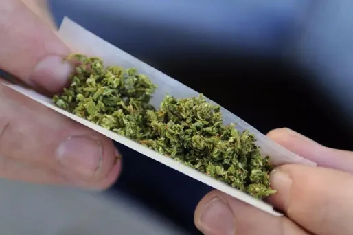 La loi permettra de cultiver, récolter, préparer, acheter, posséder, commercialiser, transporter et faire usage de cannabis à des fins médicinales et scientifiques