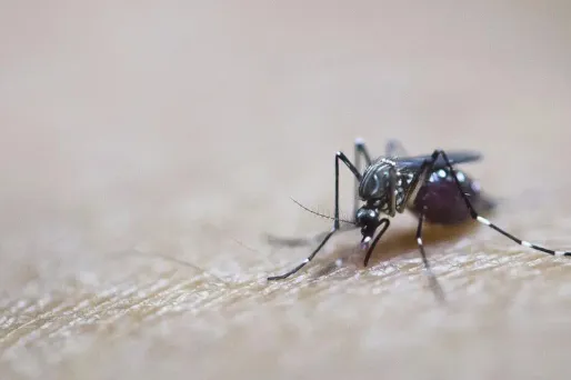 Afrique : premier test à grande échelle pour un vaccin antipaludique