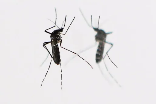 Pour les trois premiers mois de l'année 2017, environ 2 millions de cas de paludisme avec 680 décès ont été recensés.