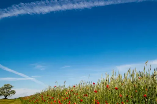 Il fera entre 11 à 16 degrés du Nord-Est au Sud-Ouest, 16 à 20 degrés près de la Méditerranée.