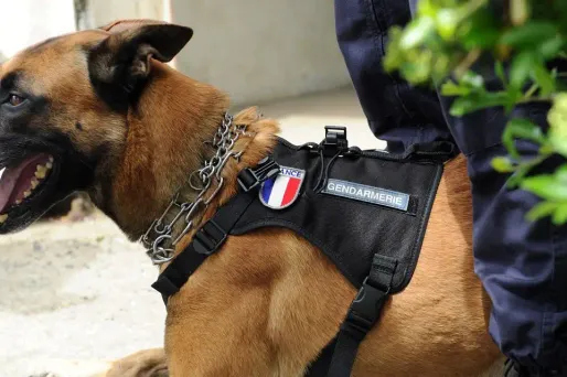 L'enfant, qui se trouvait derrière une barrière avec sa mère a été mordu mardi par un "chien berger belge malinois" de la gendarmerie lors d'un exercice. (Illustration)