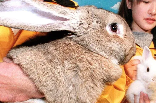 Le lapin géant Simon mesurait près de 90 centimètres (illustration).
