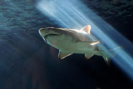 Les attaques de requins dans les eaux australiennes sont en augmentation en raison de la croissance démographique et de la popularité des sports nautiques
