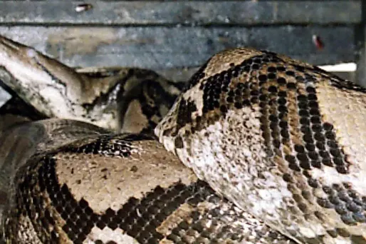 Six vipères originaires d'Asie du Sud-Est, trois pythons royaux, neuf tarentules provenant d'Amérique latine et des scorpions d'Asie se trouvaient dans l'inhabituelle cargaison.