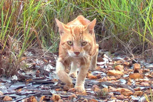 L'association a recueilli une demi-douzaine de "survivants" qui ont été confiés à des vétérinaires.