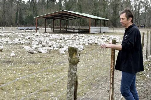 grippe aviaire 2017 crédit : GEORGES GOBET / AFP - 1280