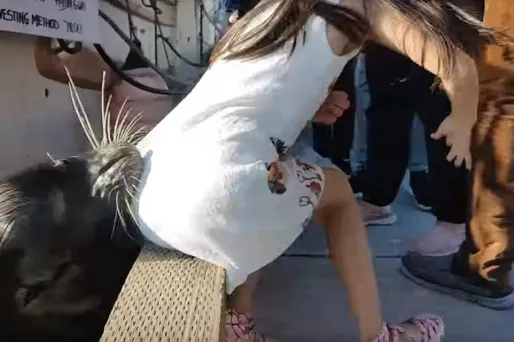 otarie, vidéo crédit : chaîne Youtube de Michael Fujiwara - 1280