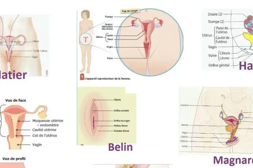 Un collectif de professeurs de SVT se félicite de la décision des éditions Magnard d'avoir représenter "l'anatomie complète du clitoris" dans son schéma de l'appareil sexuel féminin.