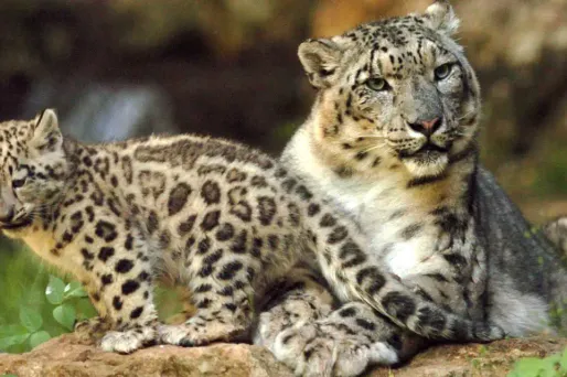 panthere des neiges leopard 1280 x 640 FRANK PERRY / AFP