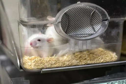 La fabrication des ovaires avec une imprimante 3D a permis d’adapter parfaitement leur taille à l’organisme de la souris stérilisée.