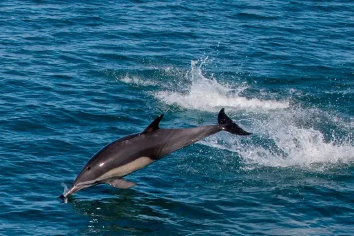 Les dauphins sont de grands prédateurs, au sommet de la chaîne alimentaire, et accumulent toutes les toxines ingérées par leurs proies.