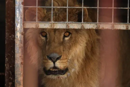 Lion, cage crédit : SAFIN HAMED / AFP - 1280