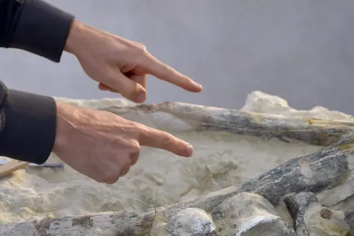 L'embryon fossile découvert en Chine il y a plus de 20 ans est en réalité une nouvelle espèce géante d'Oviraptorosaure, proche des oiseaux. (Illustration)