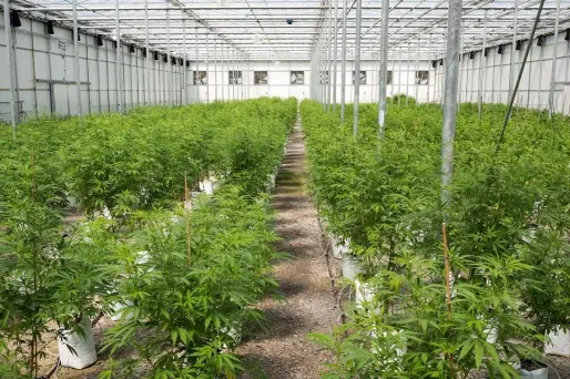 A partir du mois de juillet, l'Uruguay vendra du cannabis en pharmacie (photo d'illustration).