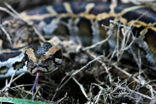 Pendant plusieurs mois, le reptile a erré dans les cloisons d'un immeuble du centre-ville. (Illustration)