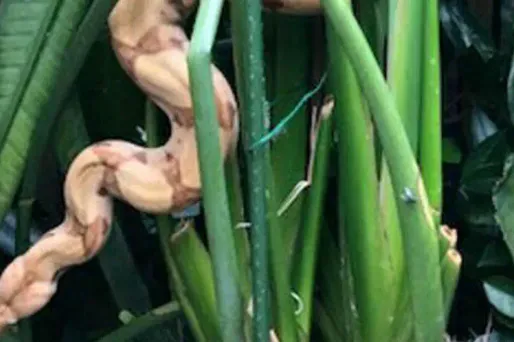 Haute-Garonne: Un homme découvre ... un Boa constrictor dans son jardin