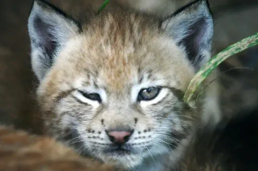 Lynx