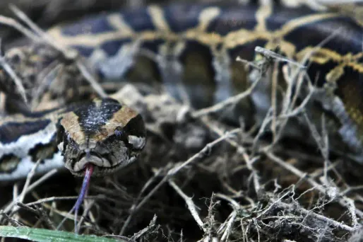 python serpent 1280 x 640 PRAKASH MATHEMA / AFP
