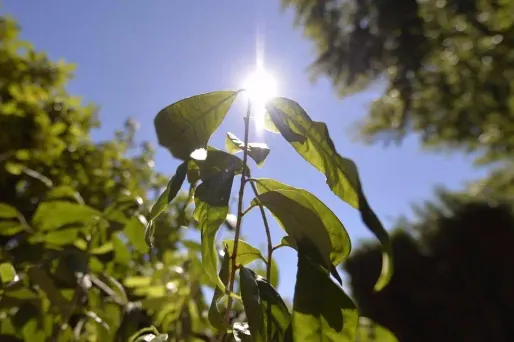 Le soleil va continuer de briller jeudi sur une grande partie du pays.
