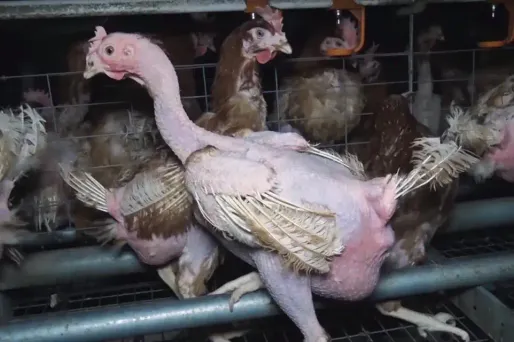 La vidéo diffusée par L214 montrait les conditions d'élevage de poules en Vendée.