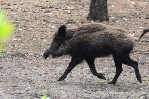 Nice : un homme tombe nez à nez avec un sanglier au McDonald's