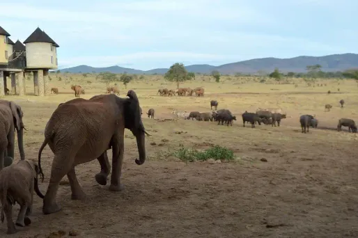 éléphants, Tanzanie crédit : TONY KARUMBA / AFP - 640