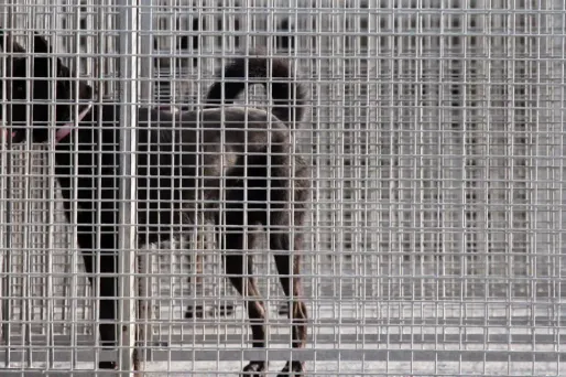 Les chiens et les chats étaient récupérés auprès de refuges et grâce à des petites annonces. (Illustration)