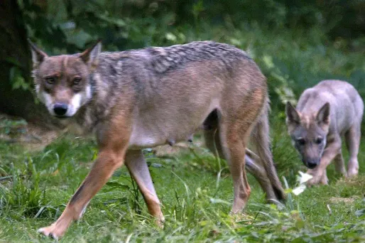 Depuis el début de l'année 2017, les loups auraient tués plus de 4.000 animaux selon la Dreal.