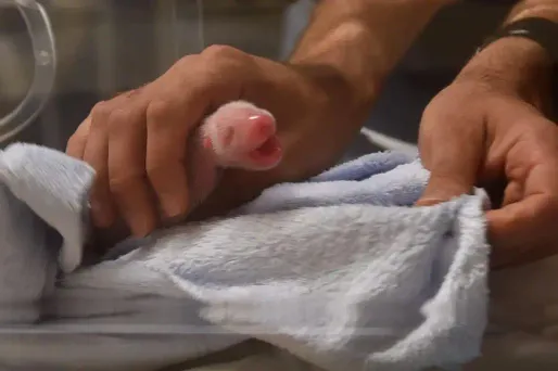 Le bébé panda se porte bien.