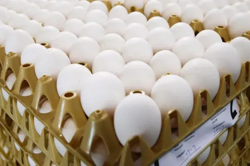 Des ovoproduits contaminés au Fipronil ont été saisis en Espagne.