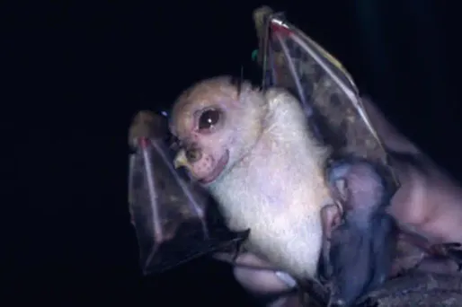 Chauve-souris Yoda 1280