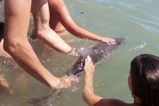 Le dauphin mort samedi sur une plage d'Espagne.