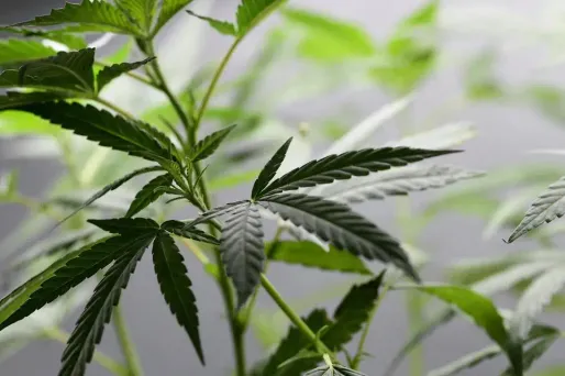 Vingt homes ont été mobilisés pour arracher les 600 kilos de plants de cannabis.