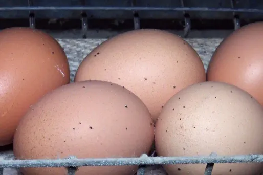 Œufs contaminés : une vingtaine d'éleveurs "bio" concernés aux Pays-Bas