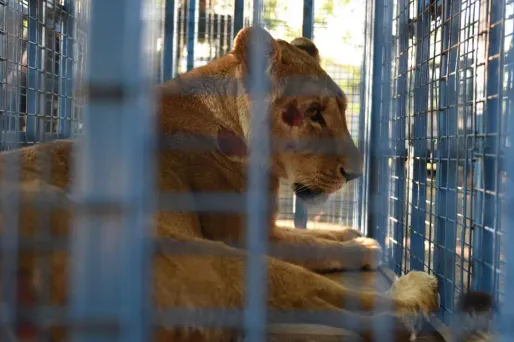 Une lionne évacuée d'un zoo d'Alep par une ONG internationale de défense des animaux a donné naissance à un lionceau dans une réserve animalière près d'Amman.