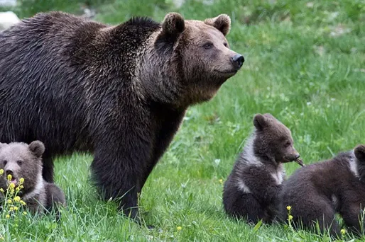 L'abattage de l'ourse a été jugée d'une "absolue nécessité" par le gouverneur de la région du Trentin (photo d'illustration).