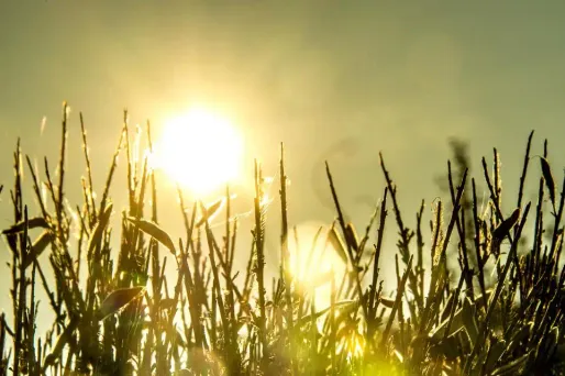 chaleur, soleil crédit : PHILIPPE HUGUEN / AFP - 1280