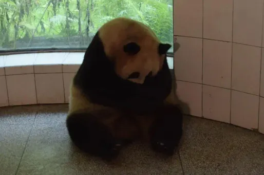 Panda, Chine crédit : STR / AFP - 1280