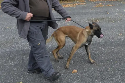 chien malinois