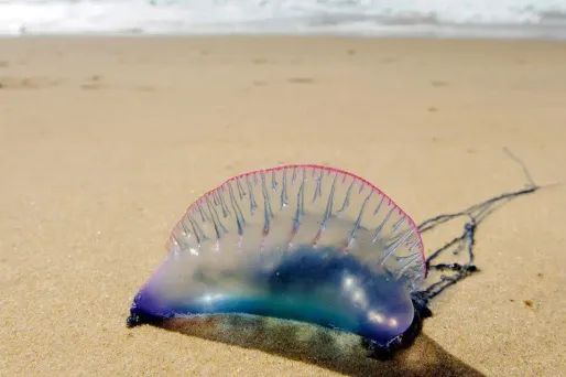 Les physalies peuvent être mortelles dans certains cas. Photo d'illustration.