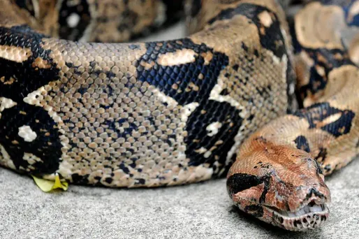 Les agents ont découvert le serpent en taillant une haie.