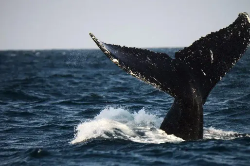 Le Japon fait fi des critiques qui s'abattent sur lui au sujet de la pêche de baleines.