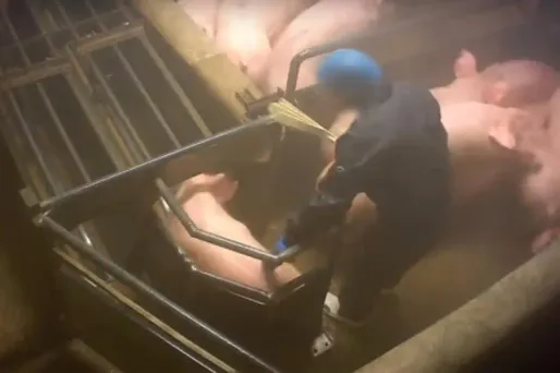 La vidéo-choc de l'association voulait montrer les méthodes de l'abattoir pour tuer les porcs.