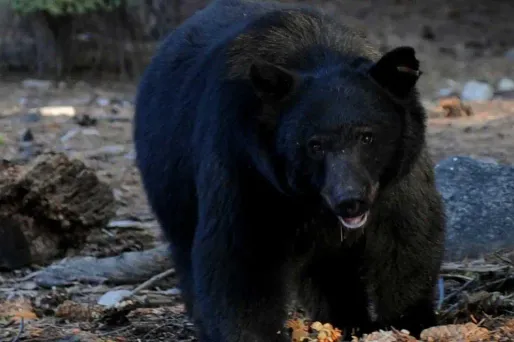 ours, MARK RALSTON / AFP 1280