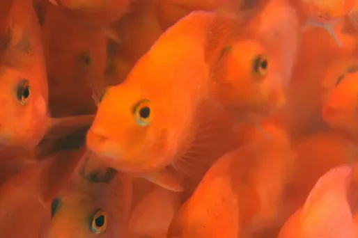 Ce n'est pas la première fois que le concept "Rent a fish" de l'hôtel Van der Valk de Charleroi connaît ce succès